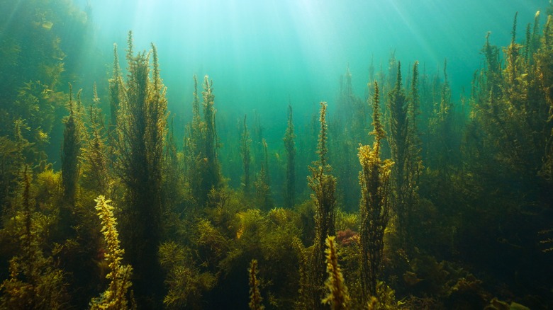 Seaweed in its habitat