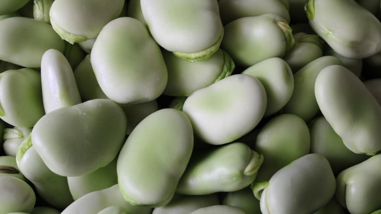 close up of fava beans