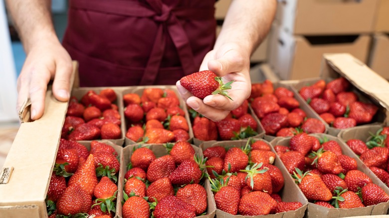 Packing strawberries