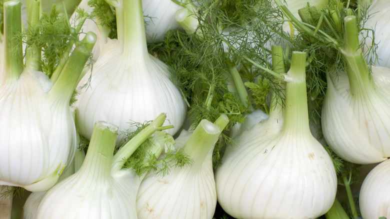 Group of fennel bulbs with fronds.