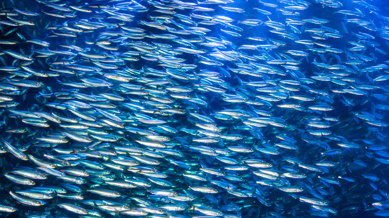 A school of anchovies