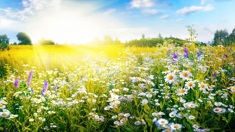 sun lit field