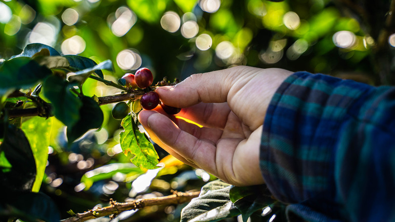 handing picking coffee beans