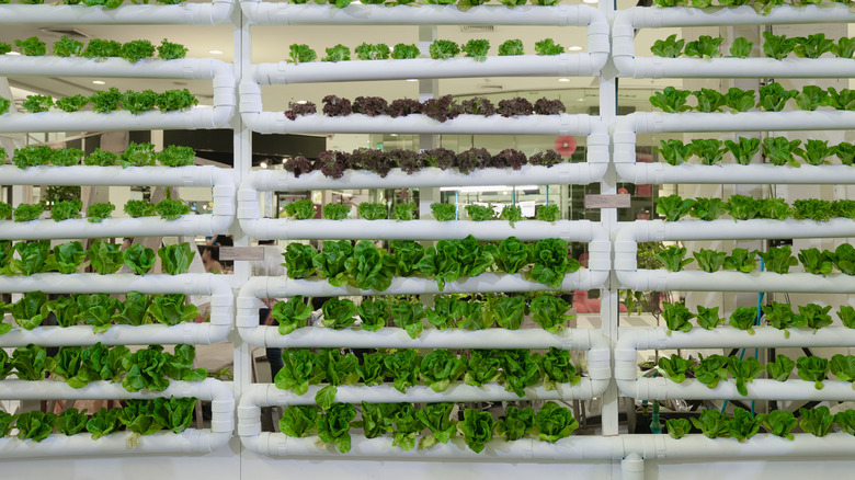 vertical gardening