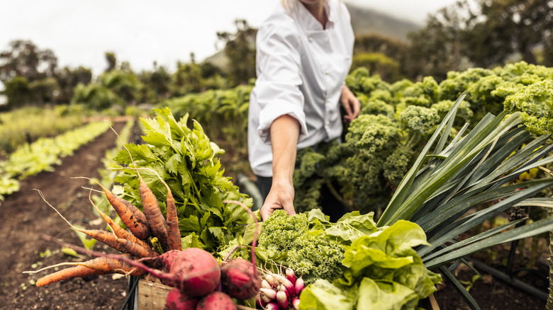 farmer with harvested vegetables