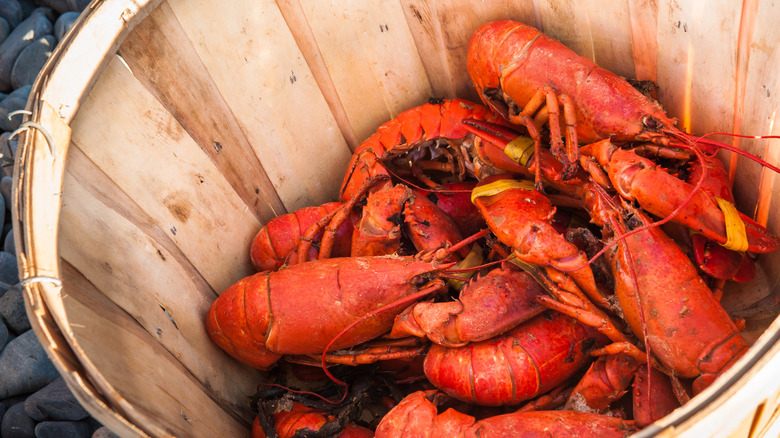 Lobsters in a bucket