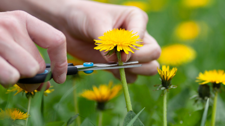 person harvesting dandelion flowers