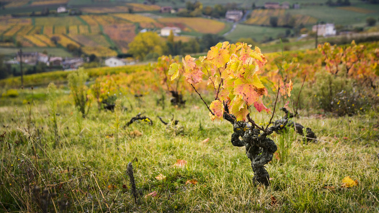 Gamay gobelet vine 