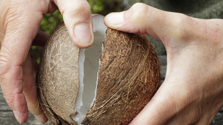 Person hand splitting coconut halves