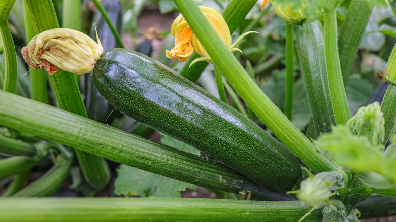 zucchini growing on the plant