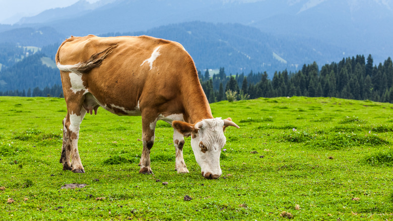 Brown cow grazing in pasture