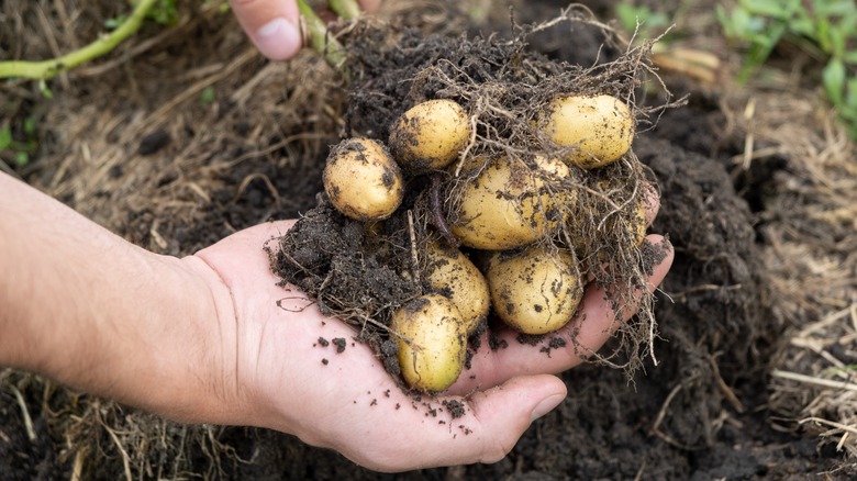 Freshly dug up baby potatoes