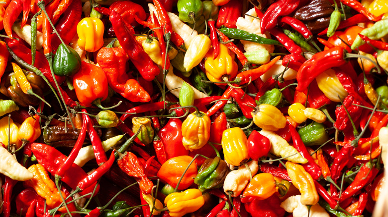 many spicy peppers