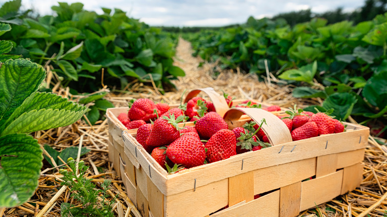 fresh strawberries in a basket