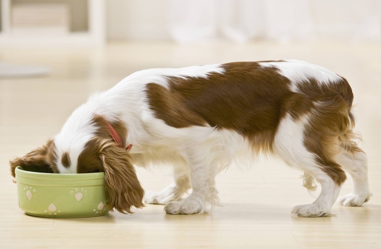 The Healthiest Dog Foods — and Some You Should Avoid