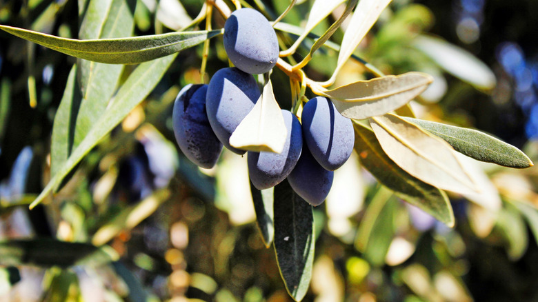 Koroneiki olives on branch