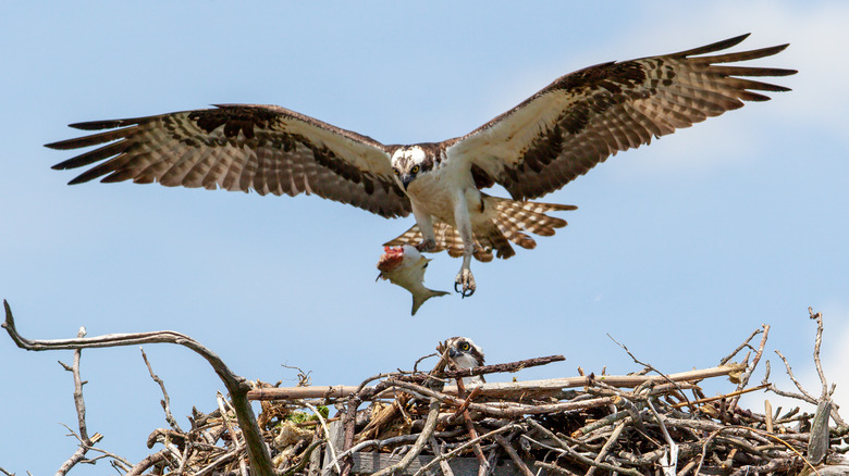 An osprey carrying a fish to its nest