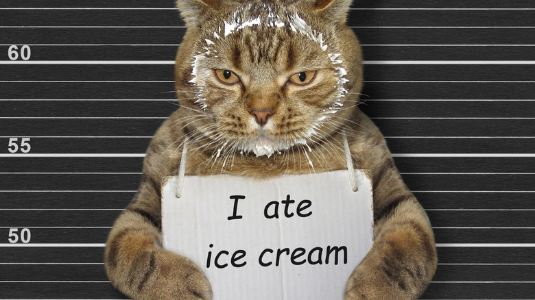 Cat mug shot ice cream