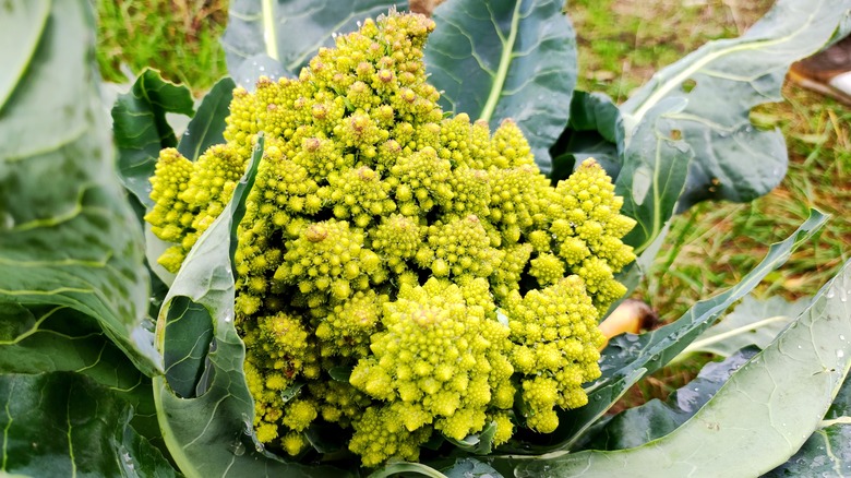 a romanesco plant on a cabbage patch