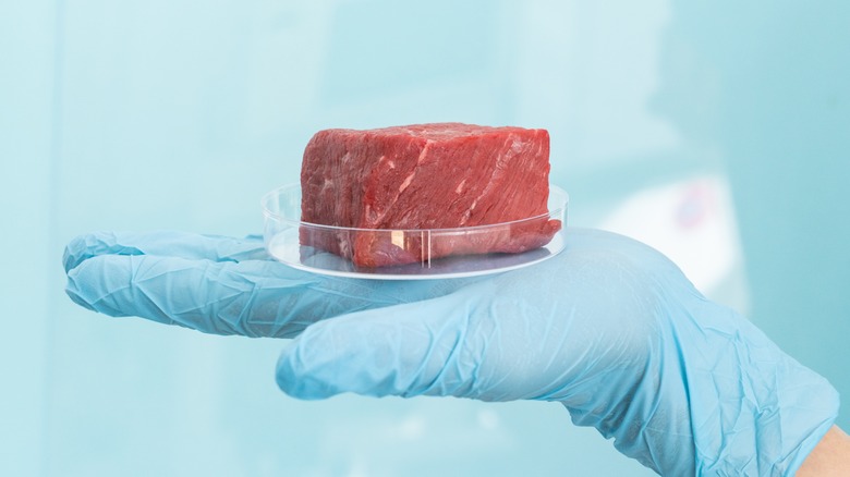 lab-grown meat on petri dish held by gloved hand