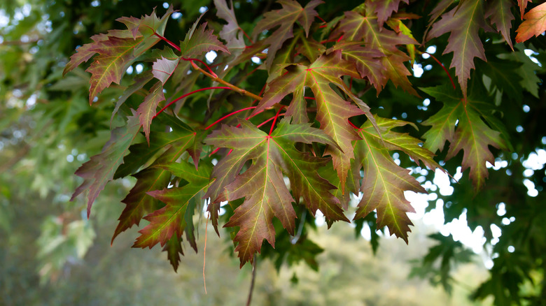 Sugar maple tree in autumn 