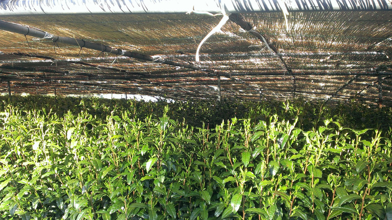 gyokuro tea plants under a tarp