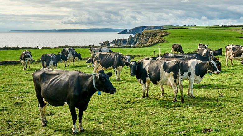 Irish cows in Ireland