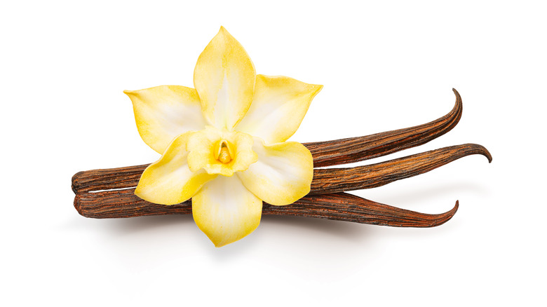 vanilla orchid with three pods