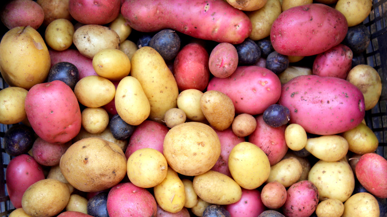 pile of different potato varieties