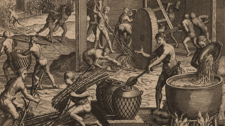 colonial-era slaves harvesting sugarcane