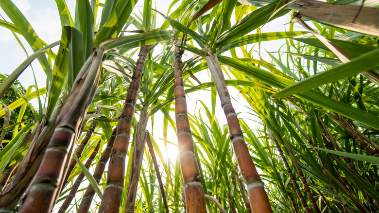 sugarcane stalks growing in field