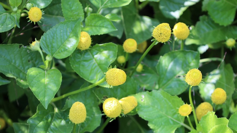 Electric daisy flowers growing on the plant