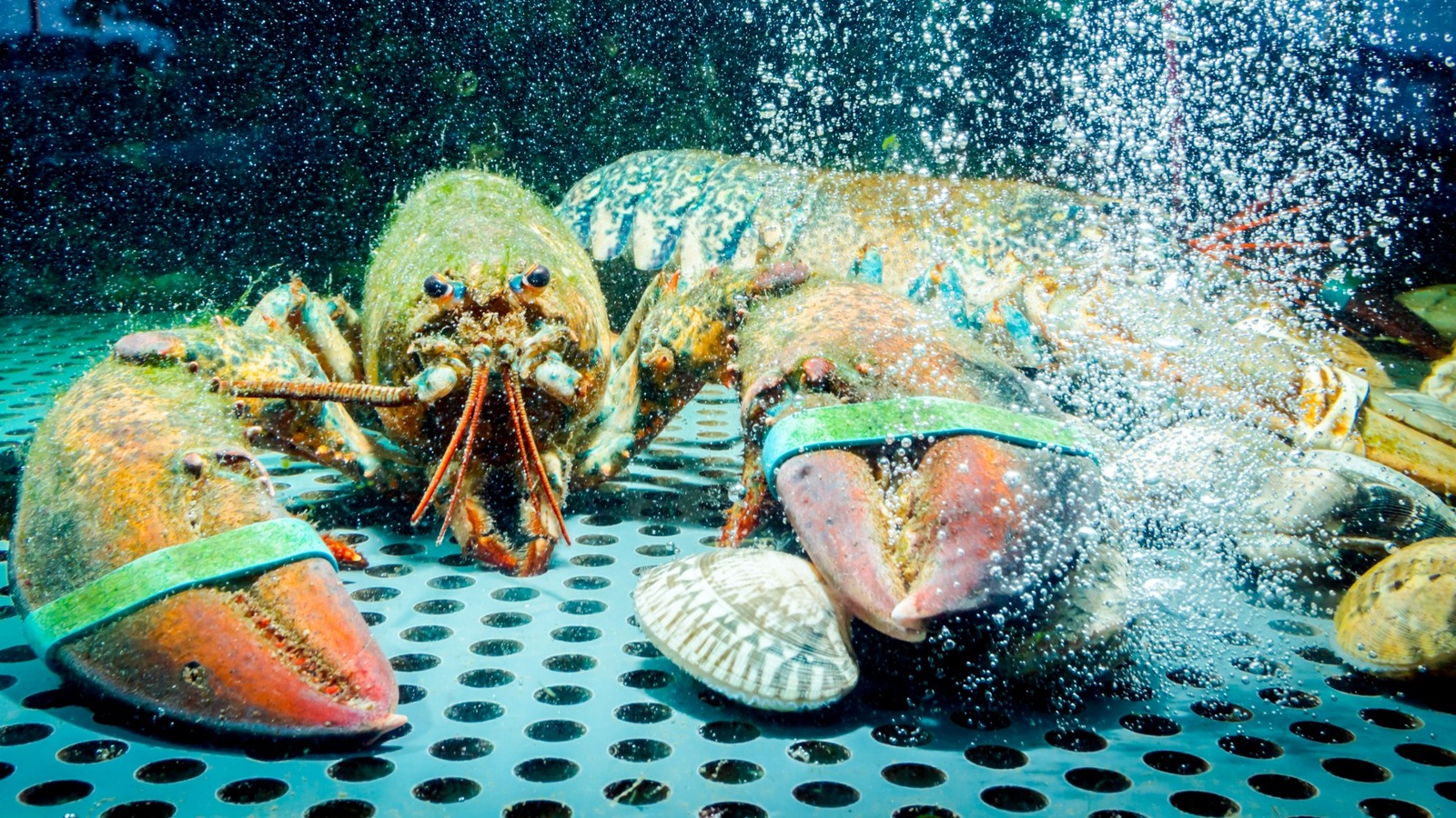 The Lobsters In Your Grocery Store Tank Aren T As Fresh As You Think