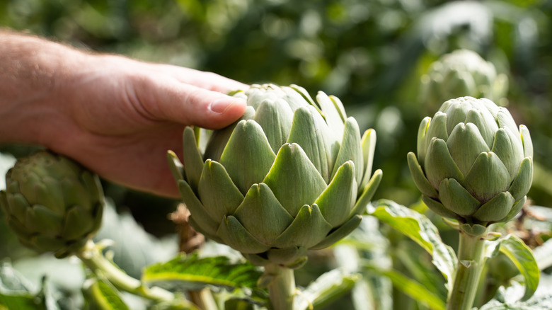 Artichoke being harvested