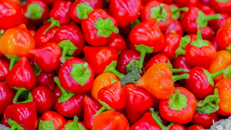 Pimento peppers