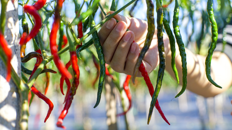Hand picking a chili