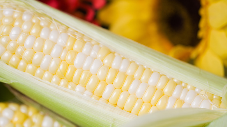 bi-color corn on the cob