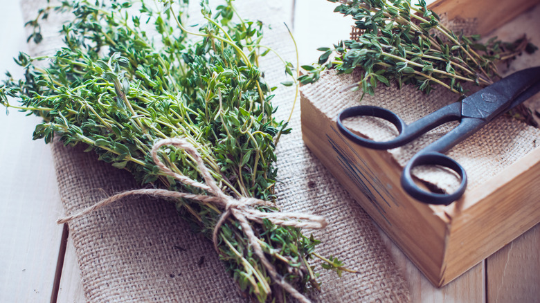 Bunch of thyme tied on rustic background