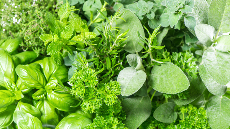 a variety of fresh herbs