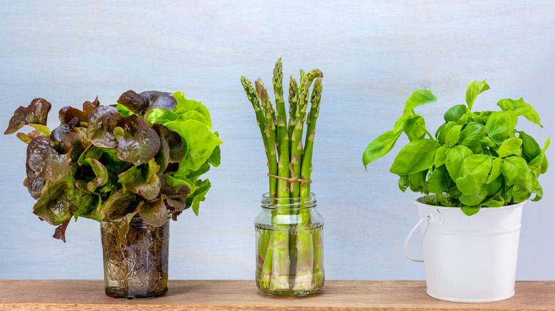 Asparagus in a glass jar filled with water