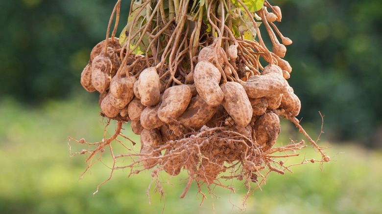 Freshly picked peanuts with roots