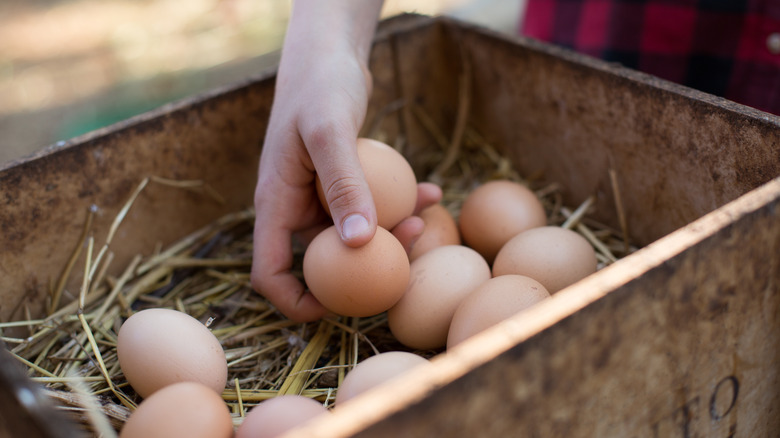 A hand reaching into a hen's nest to collect eggs