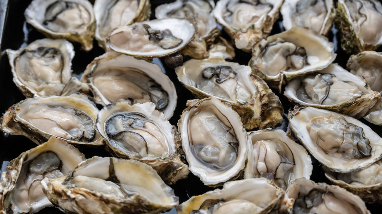 raw oysters on the half-shell