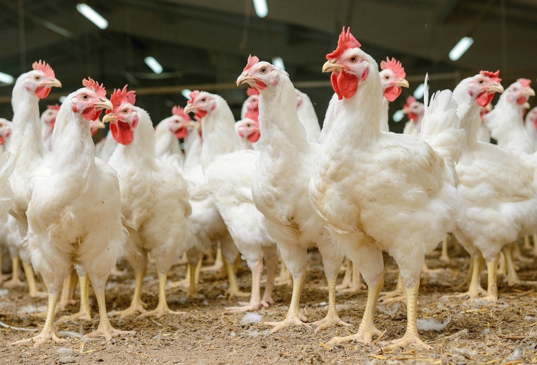 Retirees Knit Sweaters for Chickens to Help Them Produce More Eggs