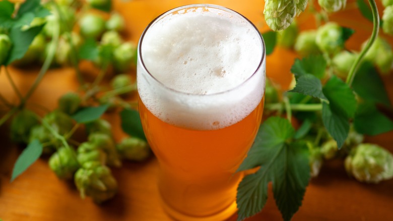 foamy ipa beer in a glass surrounded by hops