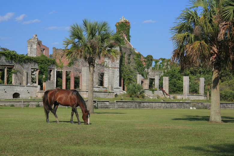 Georgia: Cumberland Island