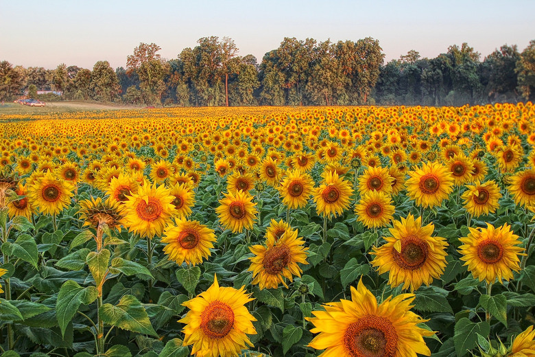 Maryland: Clear Meadow Farm