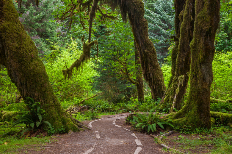 Washington: Hoh Rainforest