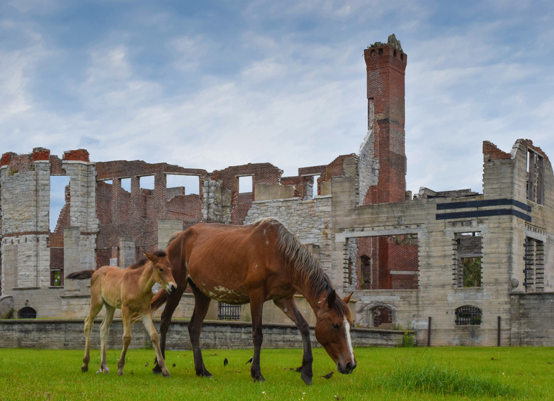 Georgia: Cumberland Island