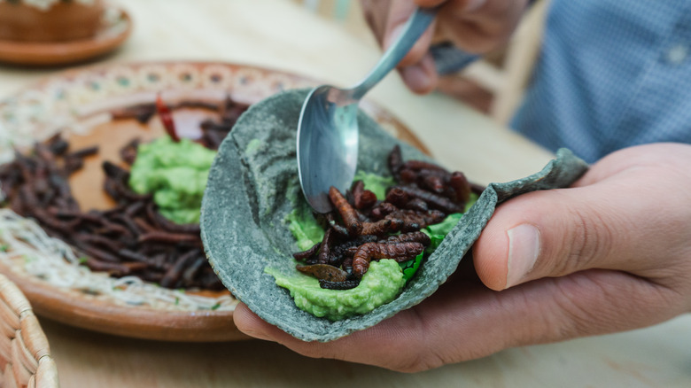 Blue tortilla with fried worms